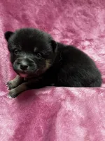 Pepper, a female Pomeranian and Alaskan Klee Kai for sale in Elkhart, IN – Photo 5 of 10