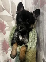 Pepper, a female Pomeranian and Alaskan Klee Kai for sale in Elkhart, IN – Photo 4 of 10