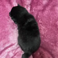 Pepper, a female Pomeranian and Alaskan Klee Kai for sale in Elkhart, IN – Photo 9 of 10