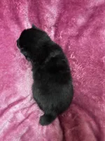 Pepper, a female Pomeranian and Alaskan Klee Kai for sale in Elkhart, IN – Photo 9 of 10