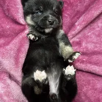 Pepper, a female Pomeranian and Alaskan Klee Kai for sale in Elkhart, IN – Photo 7 of 10
