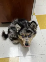 Uki, a male Alaskan Klee Kai and Pomsky for sale in Elkhart, IN – 2 of 7