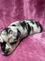 Sisu, a female Pomeranian and Alaskan Klee Kai for sale in Elkhart, IN – 2 of 6