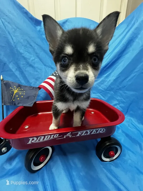 Firefly - Petite – Alaskan Klee Kai puppy for sale in Elkhart, IN