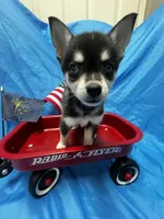 Firefly - Petite, a male Alaskan Klee Kai for sale in Elkhart, IN – 1 of 6