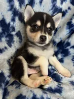Xikel, a male Alaskan Klee Kai and Pomsky for sale in Elkhart, IN – 2 of 6