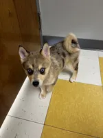 TukTuk, a male Pomeranian and Alaskan Klee Kai for sale in Elkhart, IN – 1 of 7