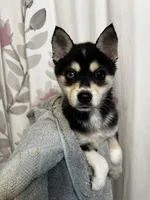 Uriah, a male Alaskan Klee Kai for sale in Elkhart, IN – 3 of 8
