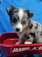 Eowyn - Blue Eyes!, a female Alaskan Klee Kai and Toy Australian Shepherd for sale in Elkhart, IN – 1 of 7