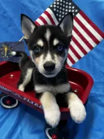 Durango - Blue Eyes!, a male Alaskan Klee Kai for sale in Elkhart, IN – 1 of 6