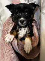 Crumpet, a female Alaskan Klee Kai and Toy Australian Shepherd for sale in Elkhart, IN – 2 of 6