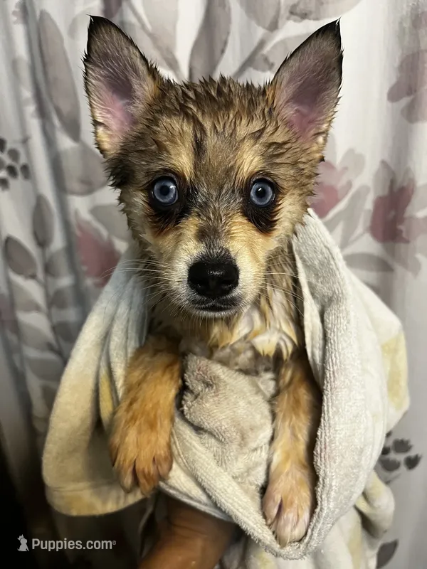 TukTuk – Pomeranian, Alaskan Klee Kai puppy for sale in Elkhart, IN
