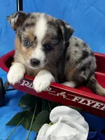 Eowyn - Blue Eyes!, a female Alaskan Klee Kai and Toy Australian Shepherd for sale in Elkhart, IN – 2 of 7