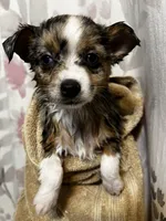 DeeDee - Blue Eyes!, a female Alaskan Klee Kai and Toy Australian Shepherd for sale in Elkhart, IN – 3 of 8