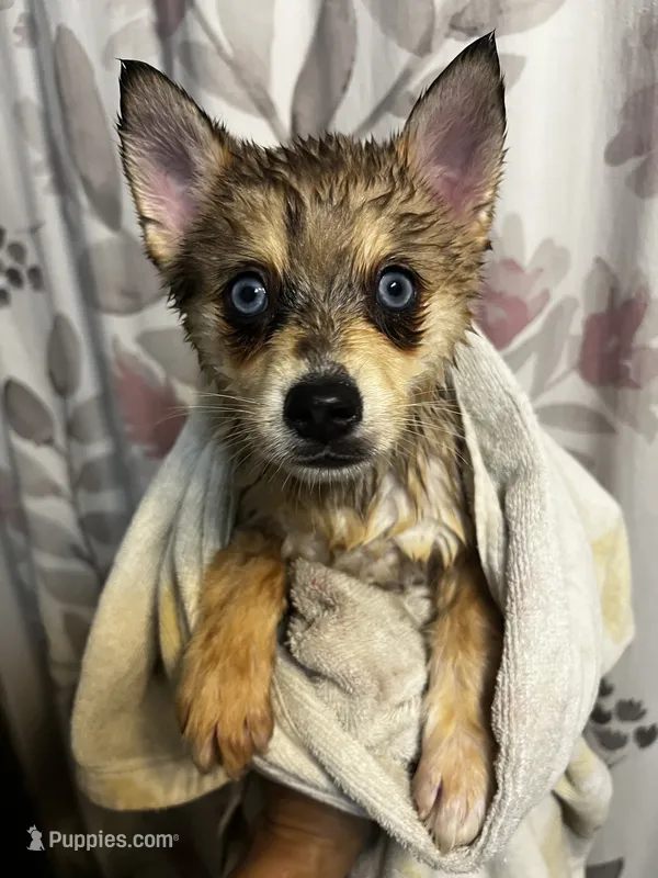 TukTuk – Alaskan Klee Kai, Pomsky puppy for sale in Elkhart, IN