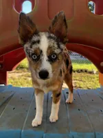 Eowyn - Blue Eyes!, a female Alaskan Klee Kai and Toy Australian Shepherd for sale in Elkhart, IN – 2 of 10