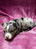 Oona, a female Alaskan Klee Kai and Pomsky for sale in Elkhart, IN – Photo 2 of 4