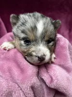 Oona, a female Alaskan Klee Kai and Pomsky for sale in Elkhart, IN – Photo 1 of 4