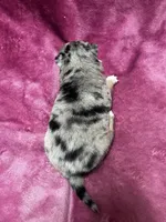 Oona, a female Alaskan Klee Kai and Pomsky for sale in Elkhart, IN – Photo 3 of 4