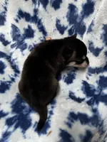 Ender, a male Alaskan Klee Kai for sale in Elkhart, IN – 2 of 4