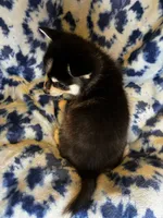 Wakeem, a male Alaskan Klee Kai and Pomsky for sale in Elkhart, IN – 5 of 5