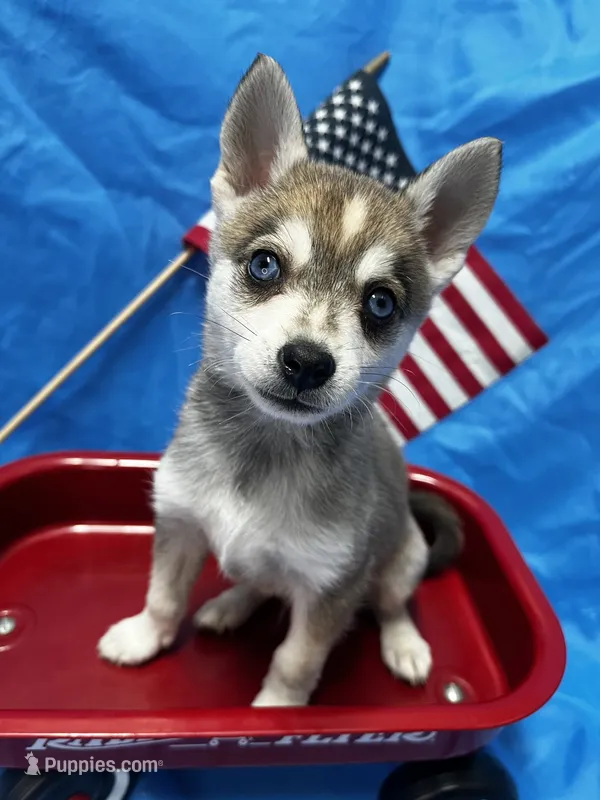 Clay – Alaskan Klee Kai puppy for sale in Elkhart, IN