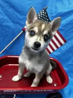 Clay, a male Alaskan Klee Kai for sale in Elkhart, IN – 1 of 7