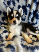 Valentino, a male Alaskan Klee Kai and Pomsky for sale in Elkhart, IN – 2 of 6
