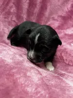 Crumpet, a female Alaskan Klee Kai and Toy Australian Shepherd for sale in Elkhart, IN – 3 of 4