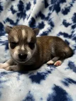 Clay, a male Alaskan Klee Kai for sale in Elkhart, IN – 2 of 4