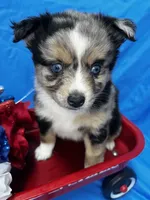 Brooke, a female Alaskan Klee Kai and Toy Australian Shepherd for sale in Elkhart, IN – 2 of 9