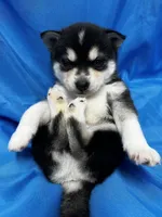 Uriah, a male Alaskan Klee Kai for sale in Elkhart, IN – 7 of 8