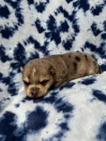 TukTuk, a male Alaskan Klee Kai and Pomsky for sale in Elkhart, IN – 3 of 5