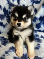 Yuri, a male Alaskan Klee Kai and Pomsky for sale in Elkhart, IN – 4 of 6