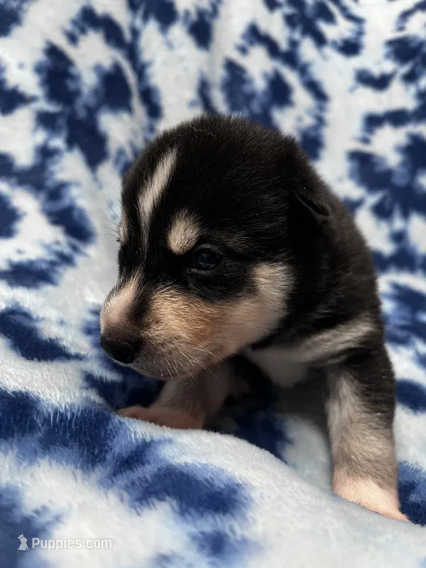 Durango, a male Alaskan Klee Kai for sale in Elkhart, IN – 1 of 4