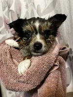 Brooke, a female Alaskan Klee Kai and Toy Australian Shepherd for sale in Elkhart, IN – 4 of 9