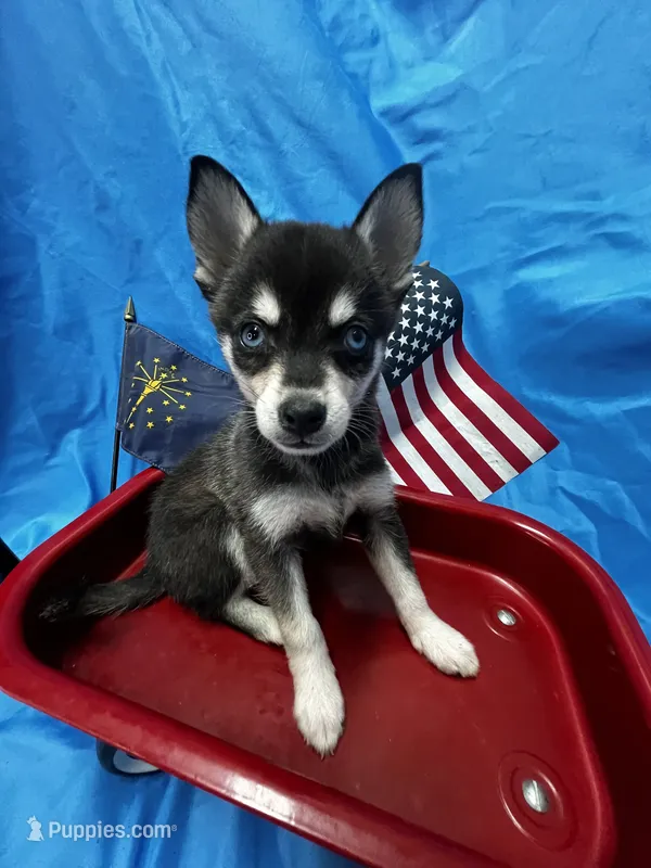 Grant - Petite – Alaskan Klee Kai puppy for sale in Elkhart, IN