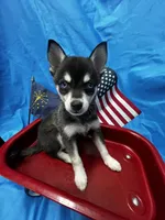 Grant - Petite, a male Alaskan Klee Kai for sale in Elkhart, IN – 1 of 6