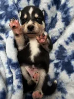 Durango, a male Alaskan Klee Kai for sale in Elkhart, IN – 4 of 4