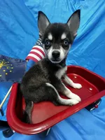 Grant - Petite, a male Alaskan Klee Kai for sale in Elkhart, IN – 2 of 6