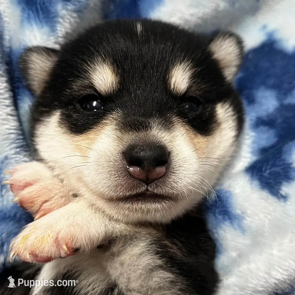 Bryce, a male Alaskan Klee Kai for sale in Elkhart, IN – Photo 5 of 9