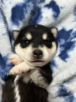 processed/961f3a80-8f7b-4a92-b61d-9c9d4774bc89/listing/595448f4-58e5-4d05-9dad-03725af2b7e3/02bf2b01-242c-4e8f-a1dd-7bccc0453bc2