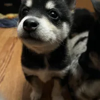 Bryce, a male Alaskan Klee Kai for sale in Elkhart, IN – Photo 4 of 9
