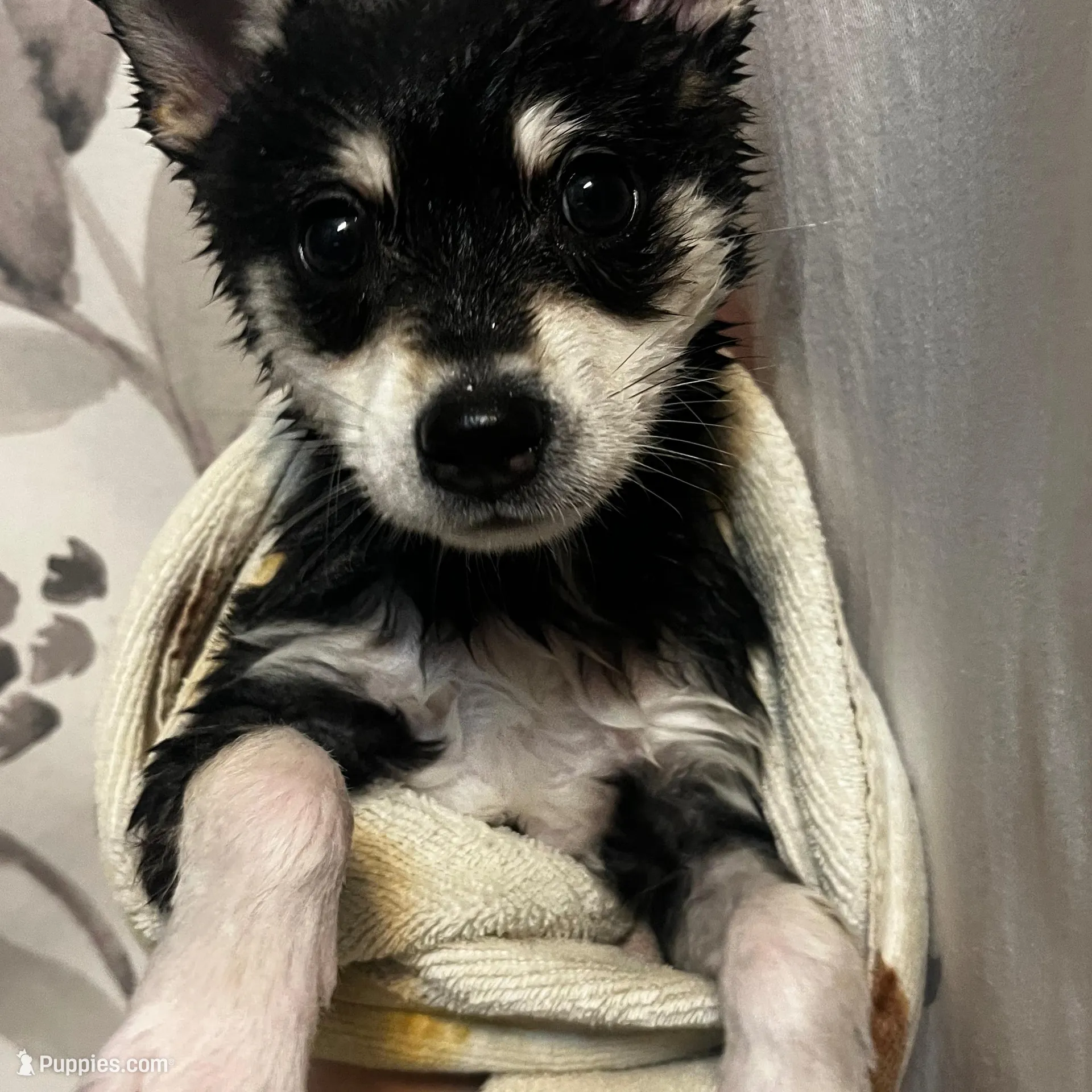 Bryce, a male Alaskan Klee Kai for sale in Elkhart, IN – Photo 2 of 9