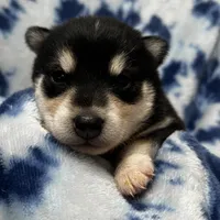 Bryce, a male Alaskan Klee Kai for sale in Elkhart, IN – Photo 7 of 9