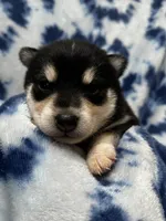 processed/961f3a80-8f7b-4a92-b61d-9c9d4774bc89/listing/595448f4-58e5-4d05-9dad-03725af2b7e3/b468252c-9eb1-4b01-a10c-198f84d462ab