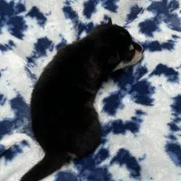 Bryce, a male Alaskan Klee Kai for sale in Elkhart, IN – Photo 6 of 9