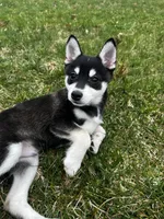 Bryce, a male Alaskan Klee Kai for sale in Elkhart, IN – Photo 3 of 9