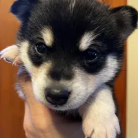 Bryce, a male Alaskan Klee Kai for sale in Elkhart, IN – Photo 1 of 9