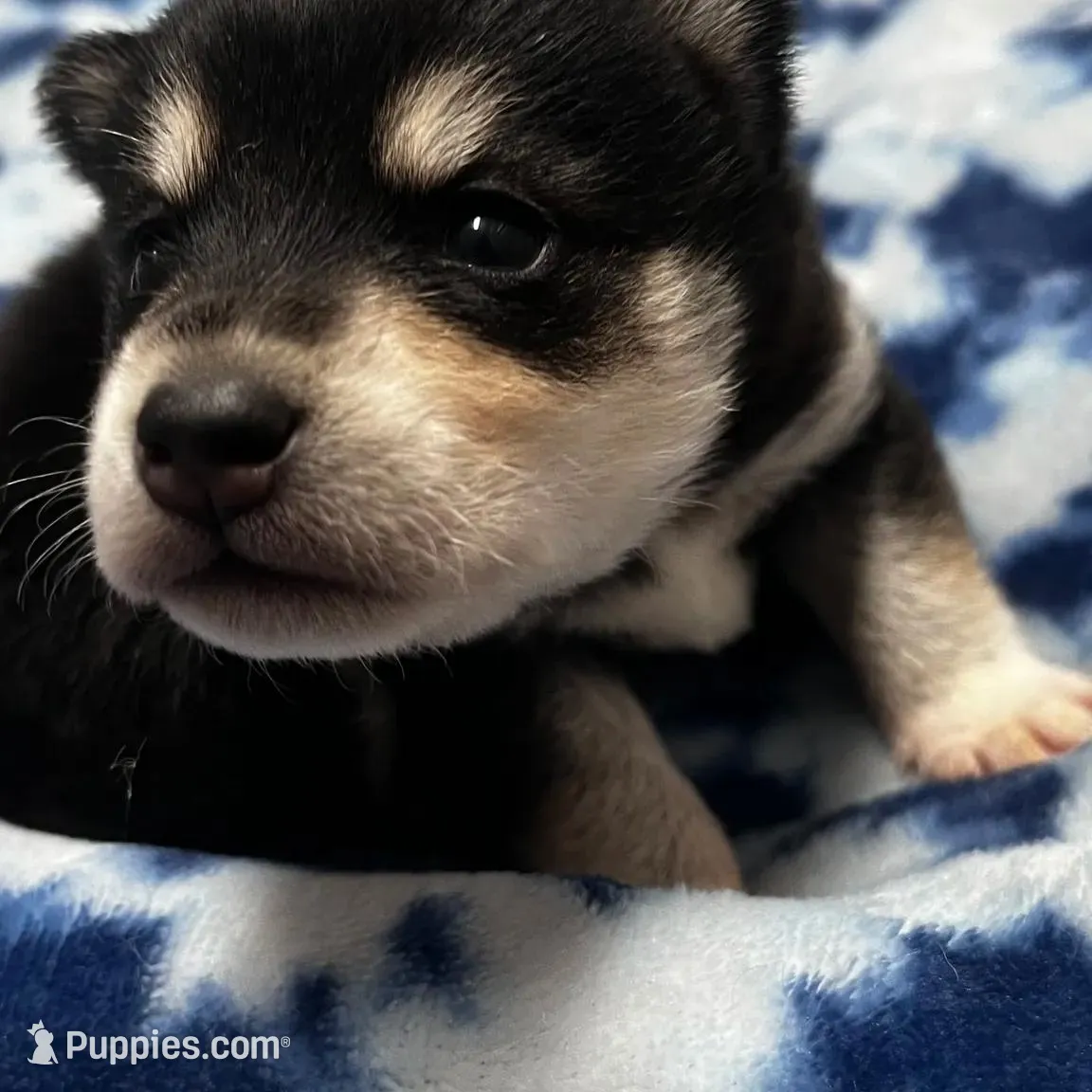 Bryce, a male Alaskan Klee Kai for sale in Elkhart, IN – Photo 8 of 9